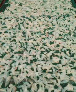 Khô Cá Bống Biển Trắng