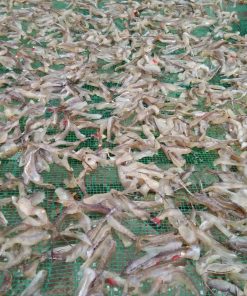 Khô Cá Bống Biển