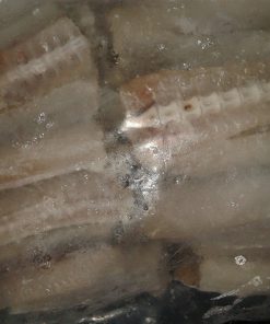 Cá Chìa Vôi 1 Nắng