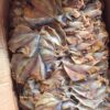 500gram cá chim khô